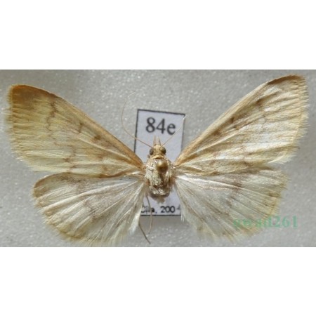 Paratalanta hyalinalis (Hübner, 1796) Czech84e